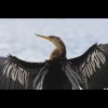 Anhinga 6