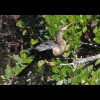 Anhinga 7