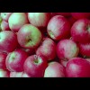 Apples