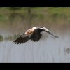 American<br/>Avocet Flying