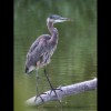 Baby
                  Great<br/>Blue Heron 1