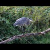 Baby
                  Great<br/>Blue Heron 2