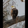 bald_eagle1