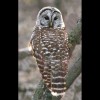 Barred<br/>Owl