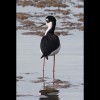 Black<br/>Necked<br/>Stilt 3