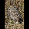 Burrowing<br/>Owl