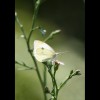 White<br/>Butterfly