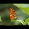 Orange<br/>Butterfly