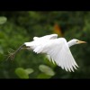 Cattle<br/>Egret<br/>Flying