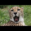 Cheetah 3