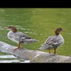 Common<br/>Mergansers