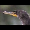 Cormorant