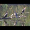 Three<br/>Cormorants