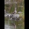 Dowitcher 4