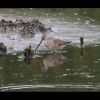 Dowitcher 6