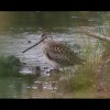 Dowitcher 7