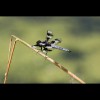 Dragonfly
                  3