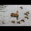 Mallard<br/>Duck and<br/>Ducklings