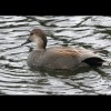 Gadwall