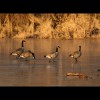 Canadian<br/>Geese<br/>on Ice