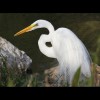 Great<br/>Egret 1