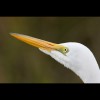 Great<br/>Egret 4