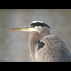 Great<br/>Blue<br/>Heron 1