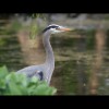 Great<br/>Blue<br/>Heron 2