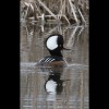 Male<br/>Hooded<br/>Merganser