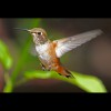 Rufous<br/>Hummingbird 1