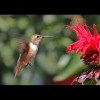 Rufous<br/>Hummingbird 2