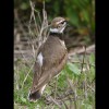 Killdeer