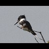 Belted<br/>Kingfisher 3