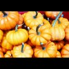 Mini<br/>Pumpkins