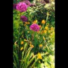 Monet's<br/>Giant<br/>Allium