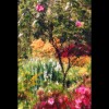 Monet's<br/>Garden 1