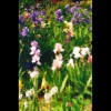 Monet's<br/>Iris