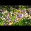 Monet's<br/>Iris 2