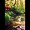 Monet's<br/>Pond 1