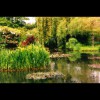 Monet's<br/>Pond 3