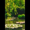 Monet's<br/>Pond 5