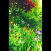 Monet's<br/>Garden 4