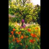 Monet's<br/>Garden 3