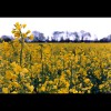 Mustard<br/>Field