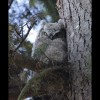 Great<br/>Horned<br/>Owlet