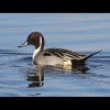 Northern<br/>Pintail 2