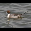 Male<br/>Pintail 1