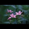 Wild<br/>Geraniums