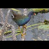 Purple<br/>Gallinule 1