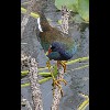 Purple<br/>Gallinule 2